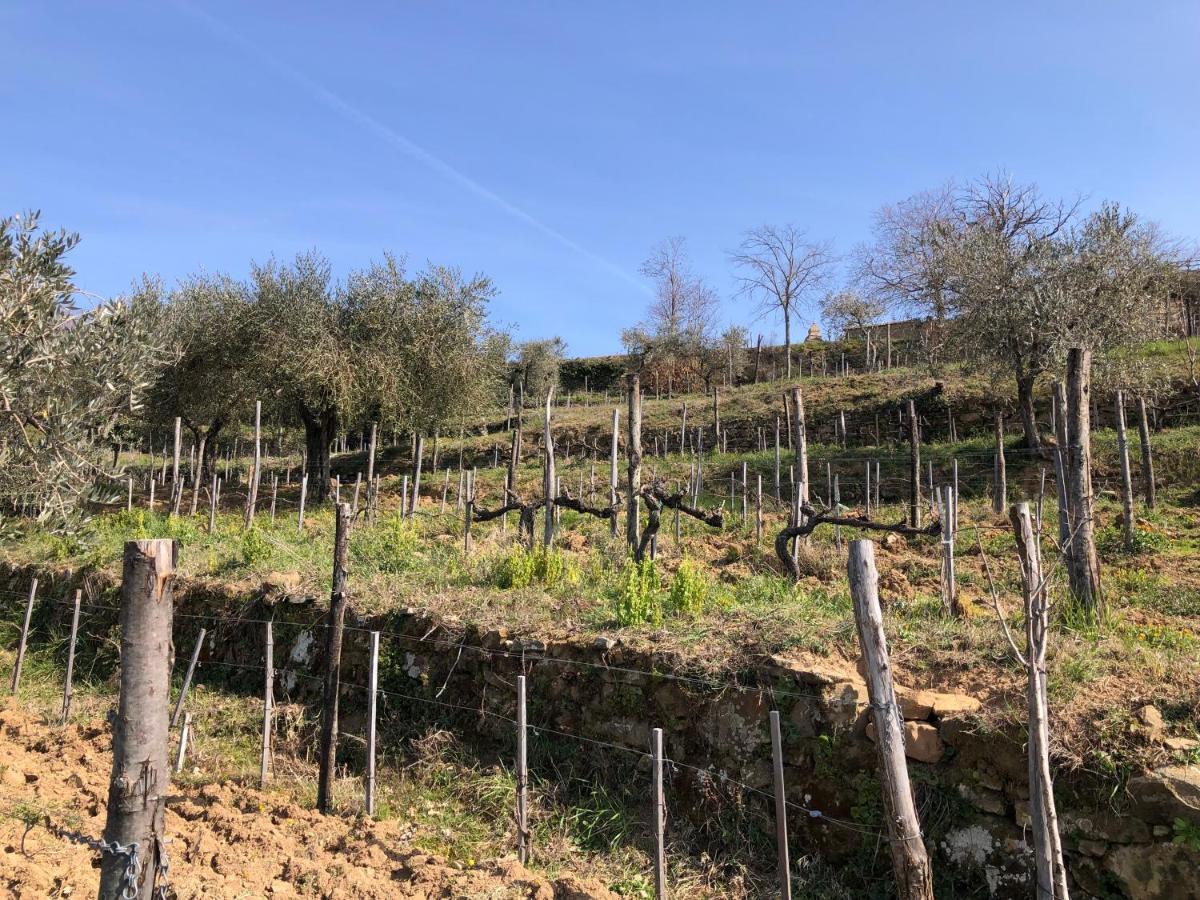 Podere Soccorso Casa Vigneto Montalcino Kültér fotó