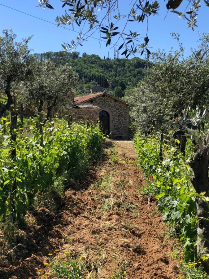 Podere Soccorso Casa Vigneto Montalcino Kültér fotó